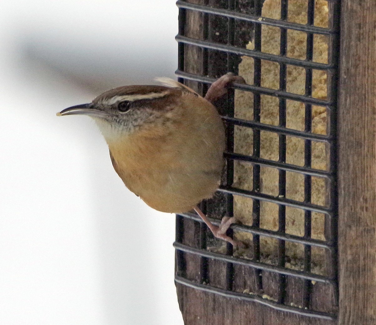 Carolina Wren - ML628058477