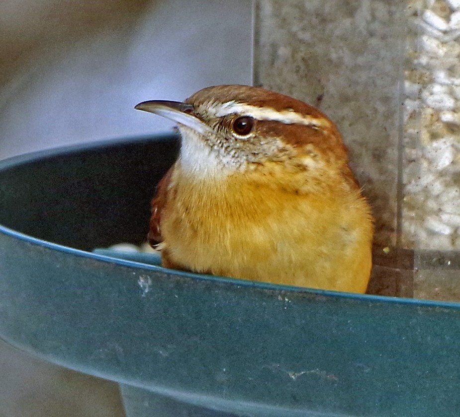 Carolina Wren - ML628058478