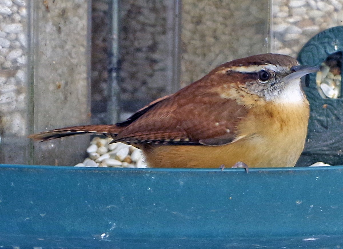 Carolina Wren - ML628058479