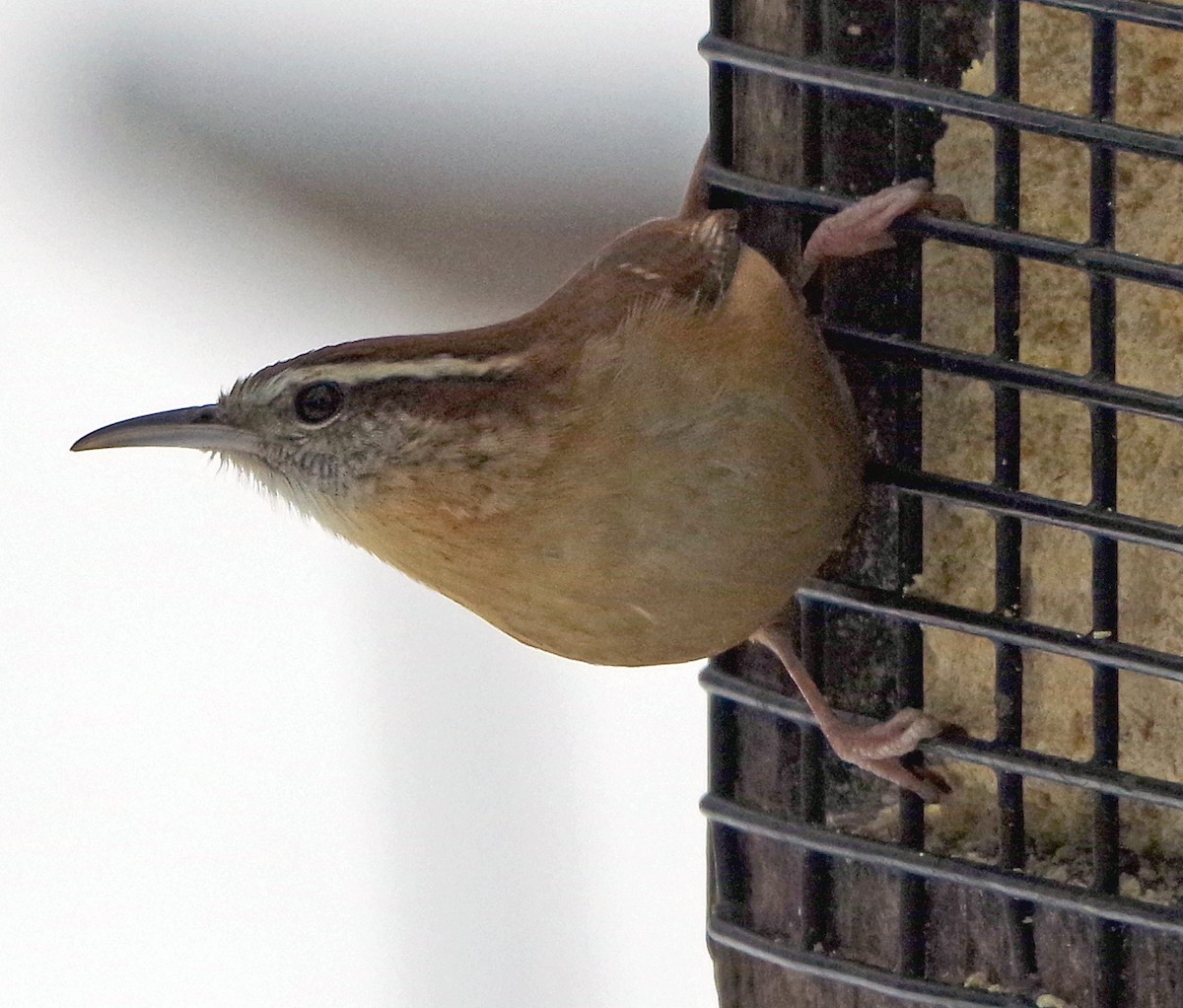 Carolina Wren - ML628058480