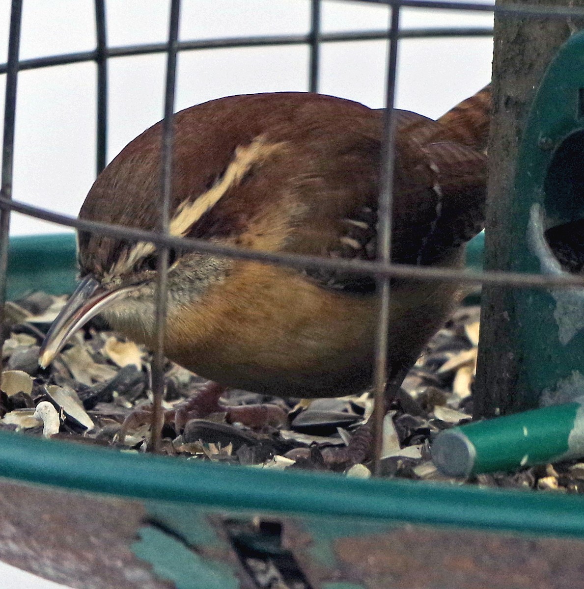 Carolina Wren - ML628058481