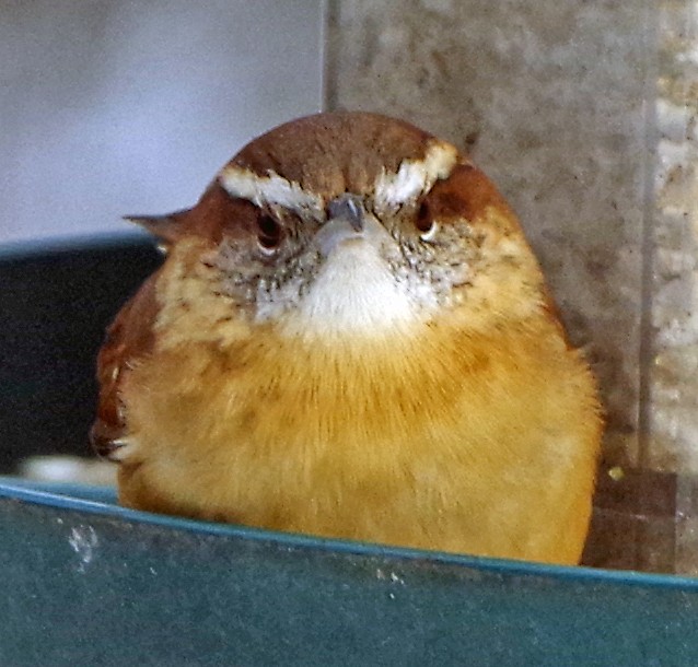 Carolina Wren - ML628058482