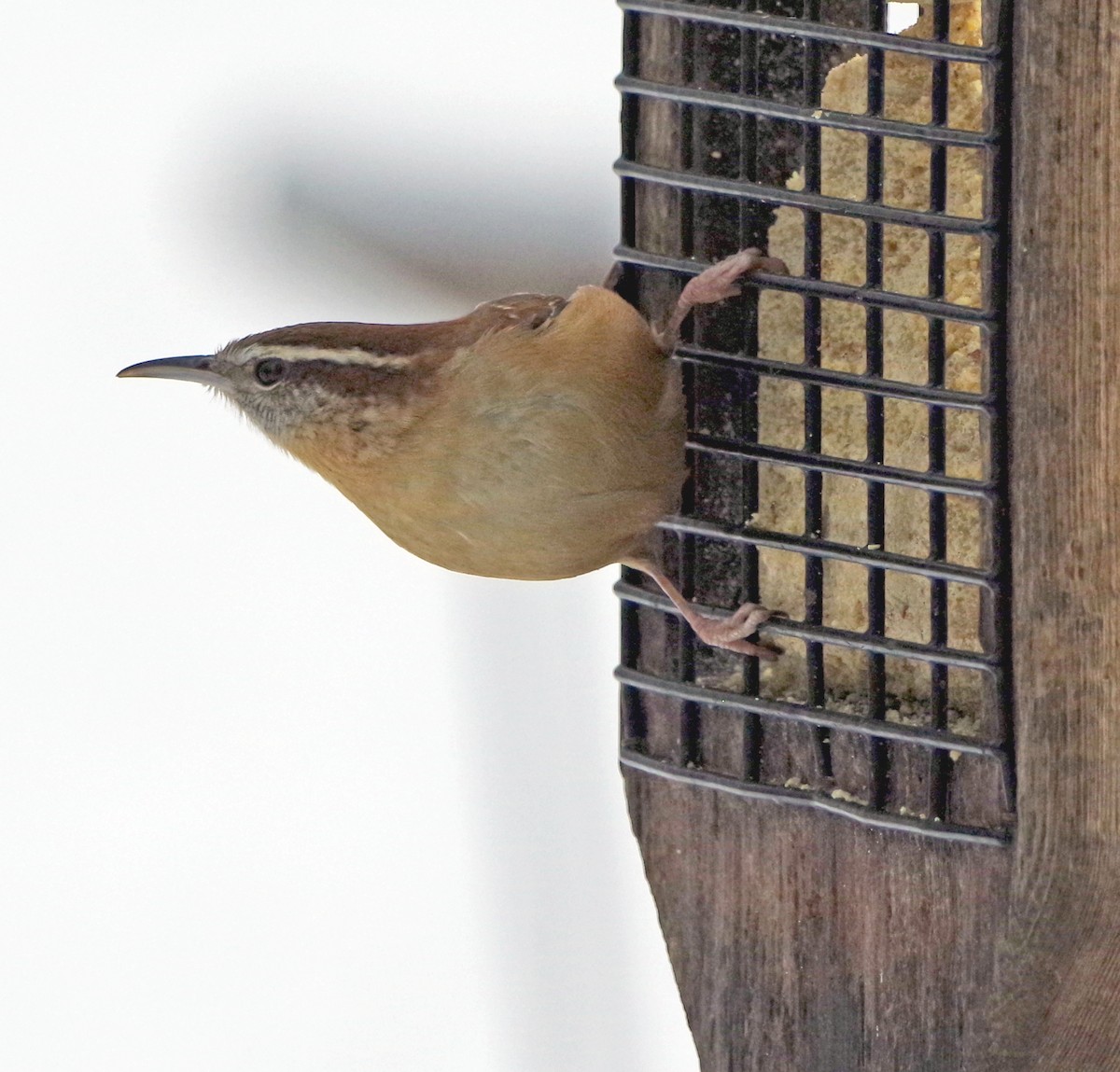 Carolina Wren - ML628058483