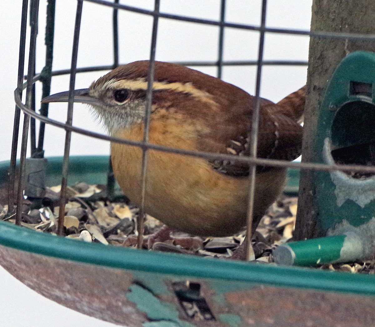 Carolina Wren - ML628058484