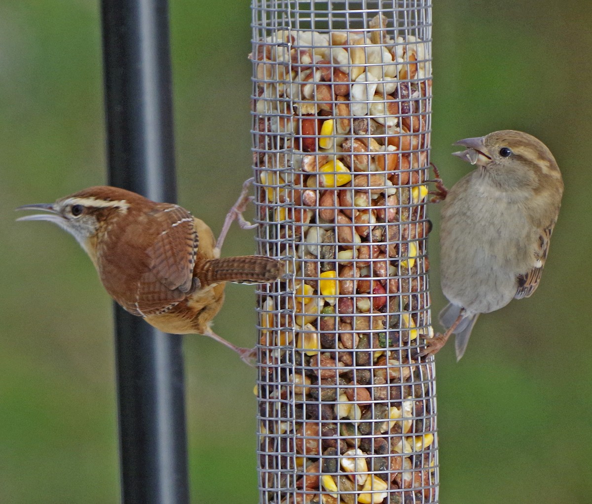 Carolina Wren - ML628058485