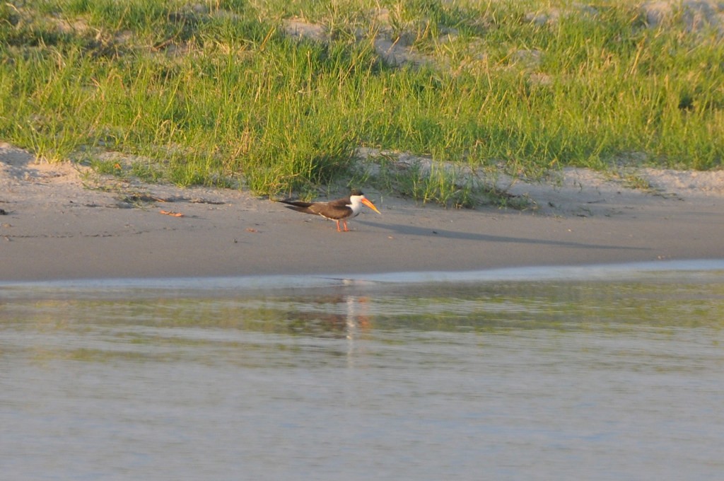 African Skimmer - ML628058499