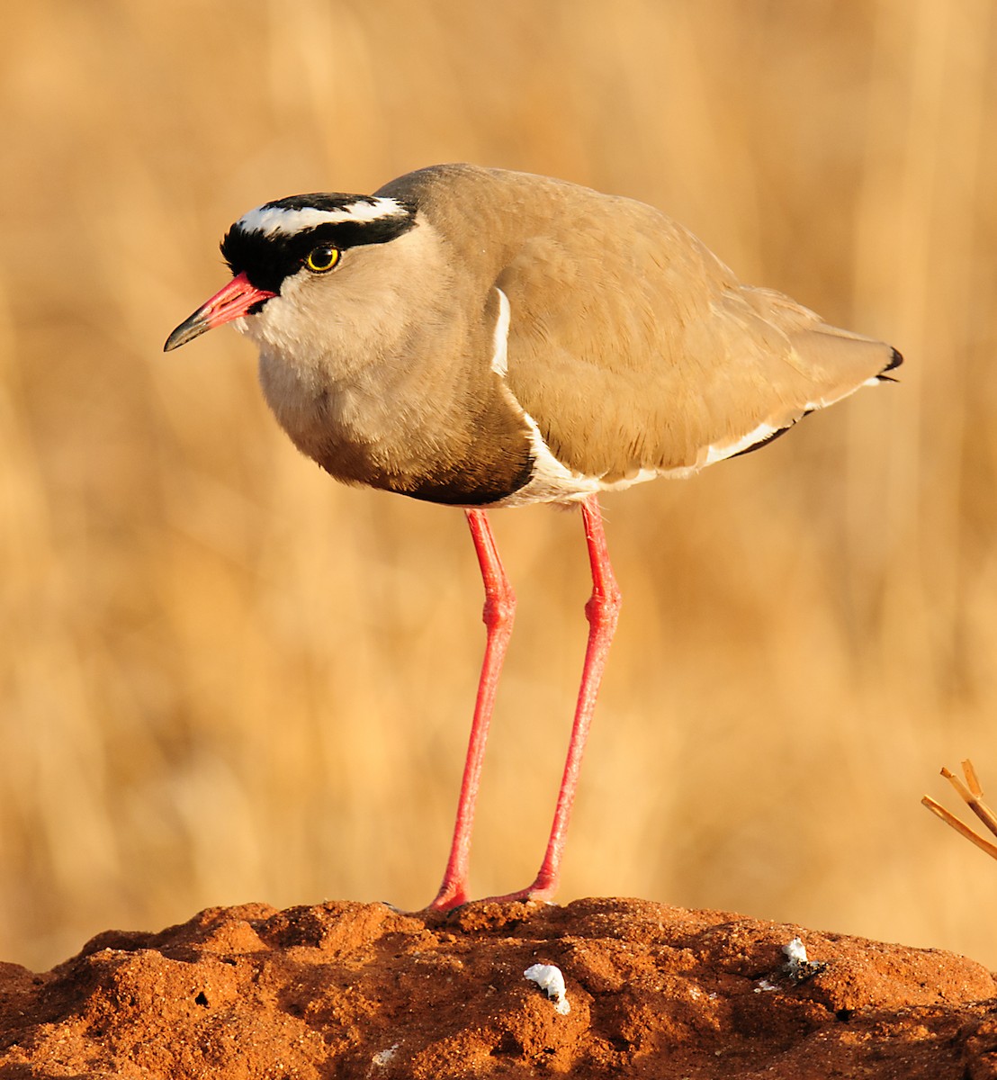 Crowned Lapwing - ML628058503