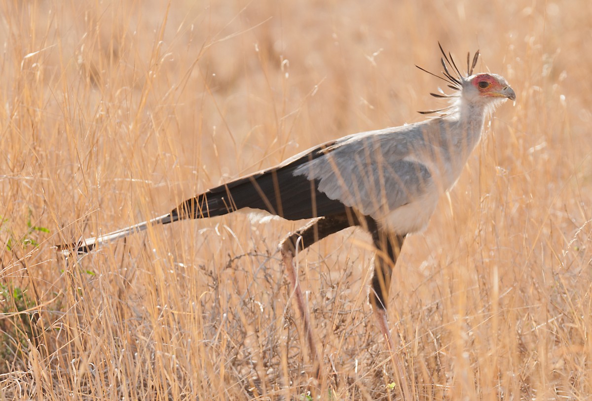 Secretarybird - ML628058536