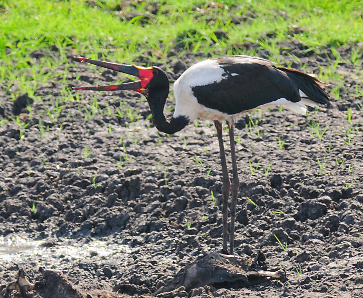 Saddle-billed Stork - ML628058571