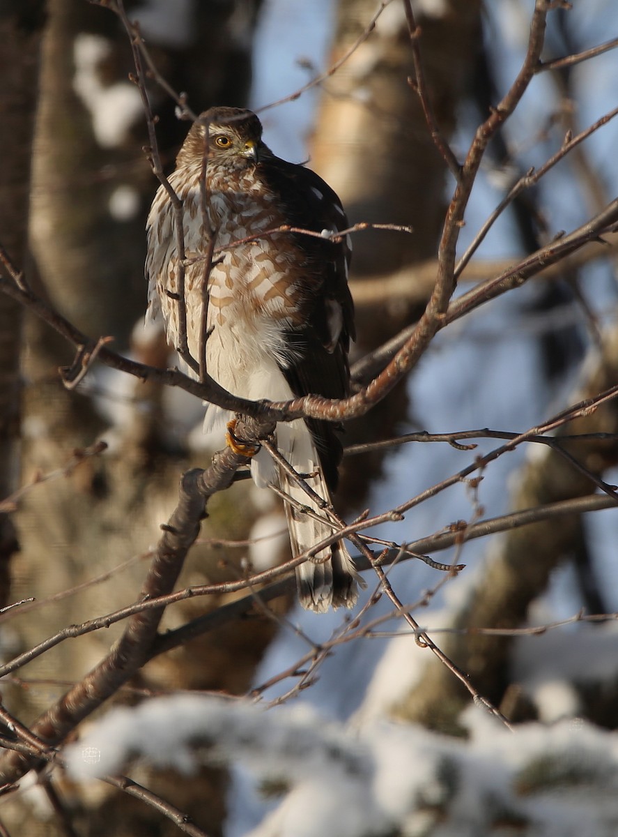 Sharp-shinned Hawk - ML628058586