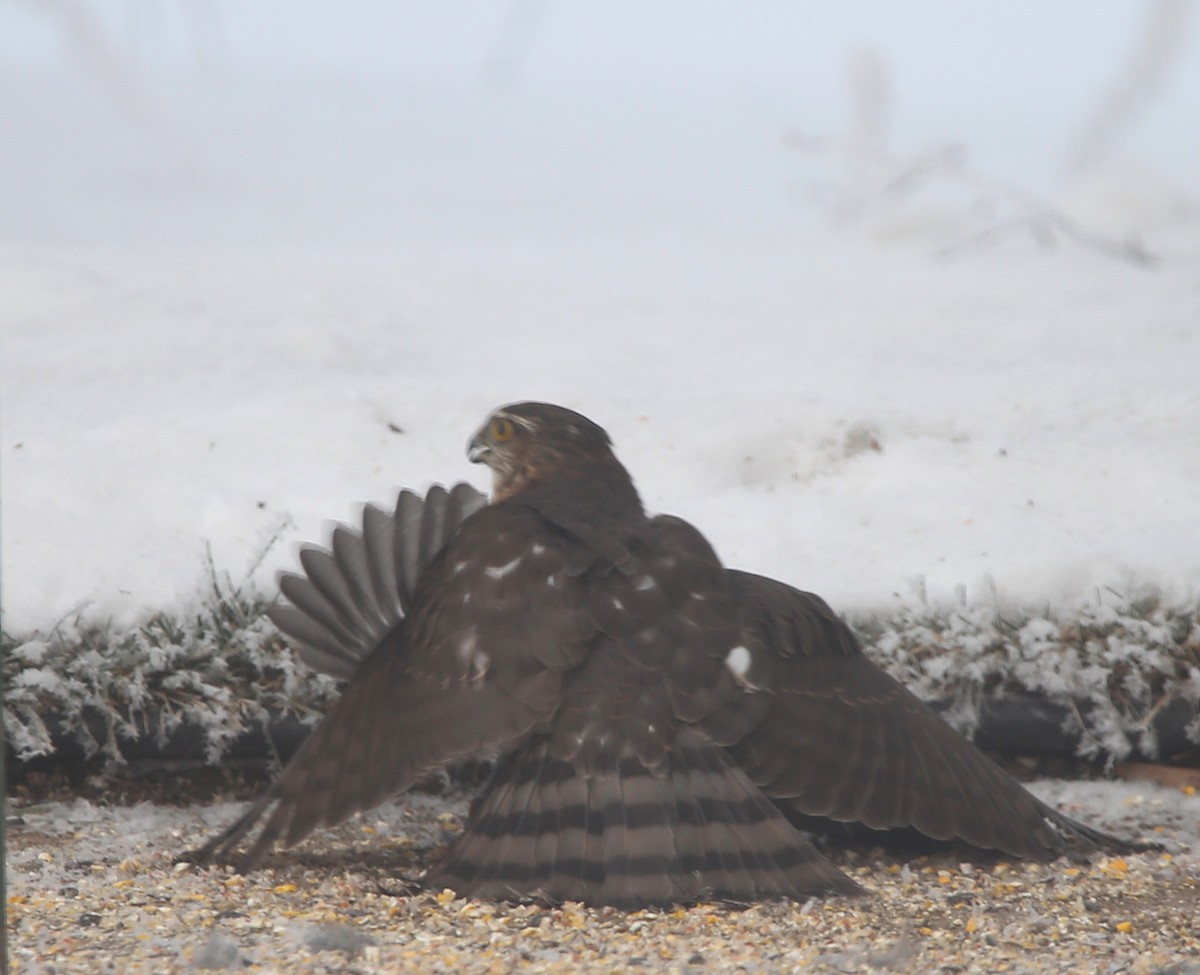 Sharp-shinned Hawk - ML628058594