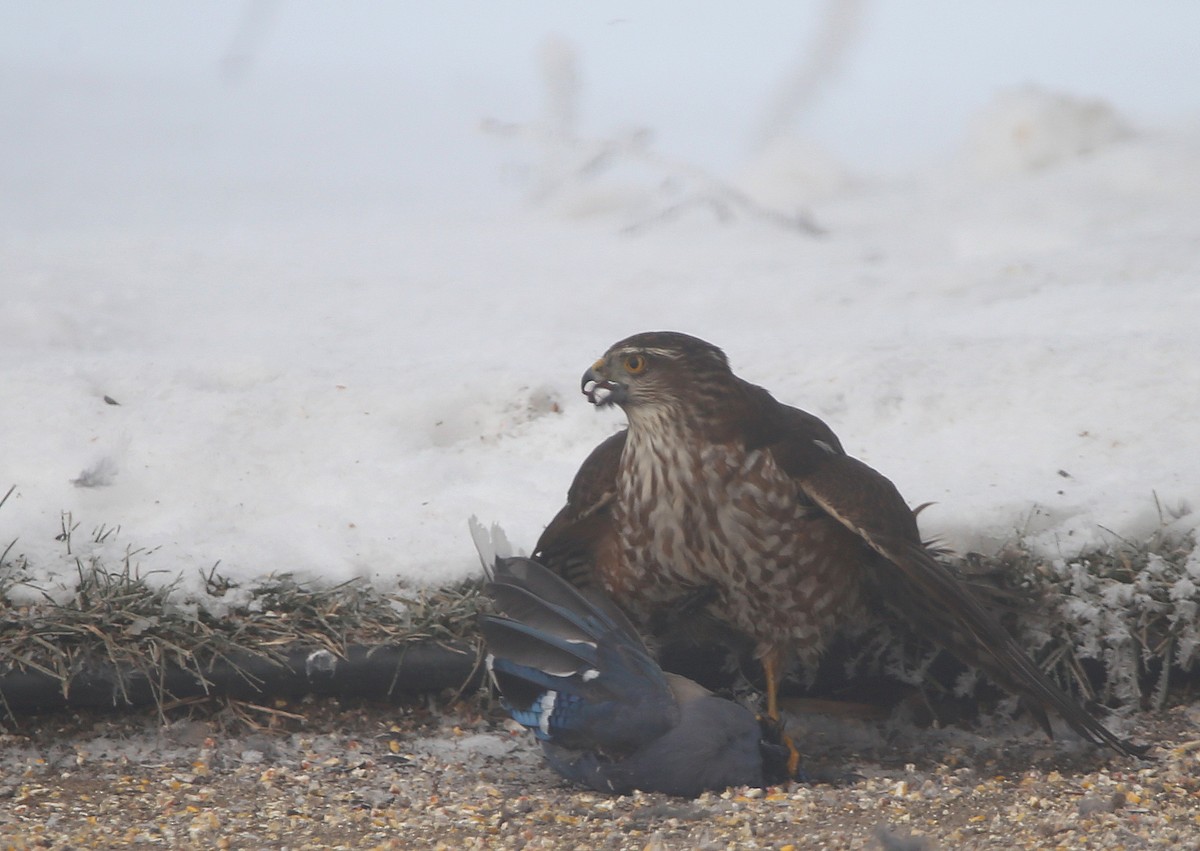 Sharp-shinned Hawk - ML628058613