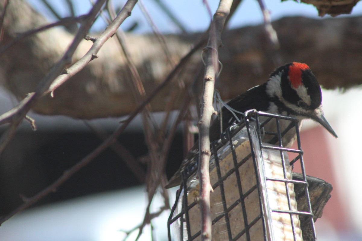 Hairy Woodpecker - ML628058648