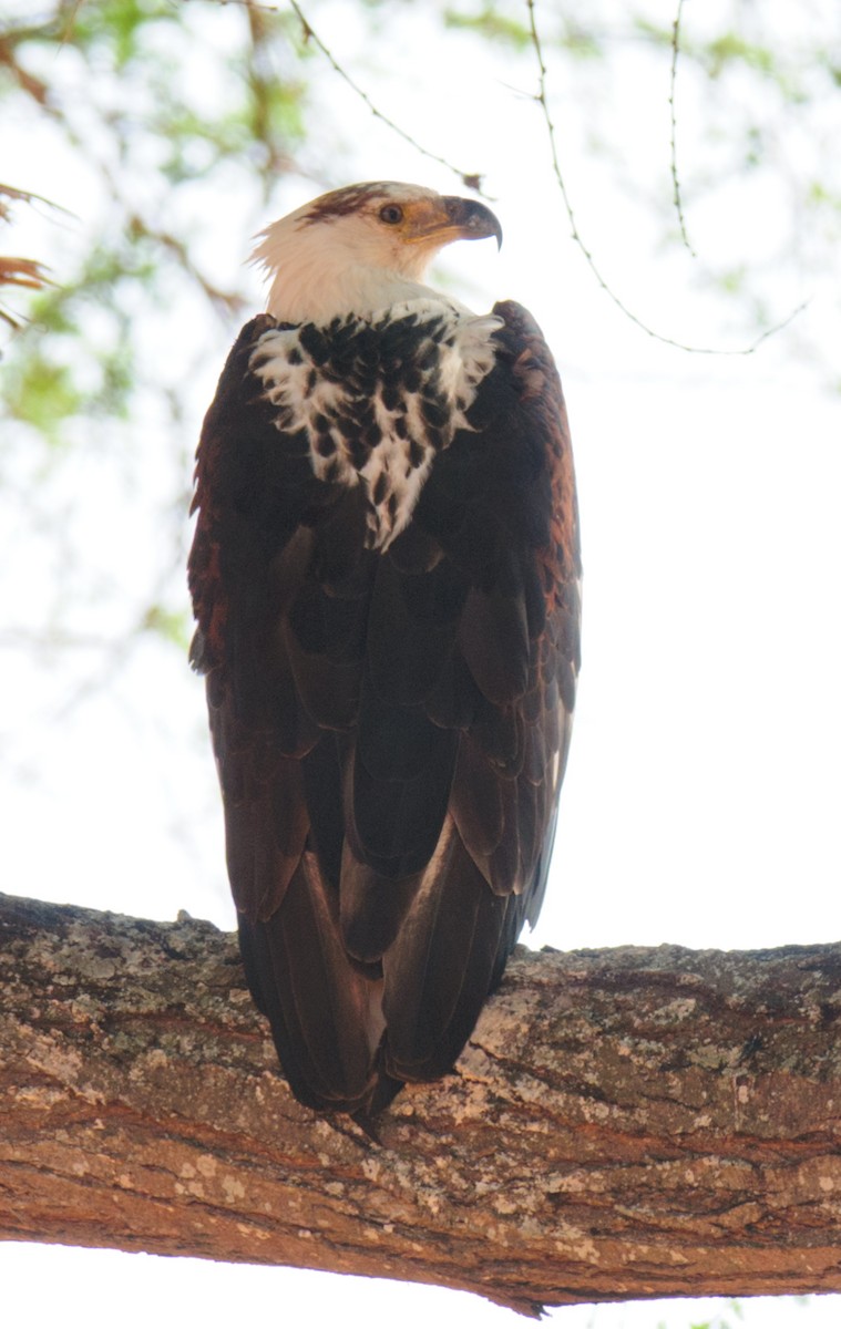 African Fish-Eagle - ML628058652