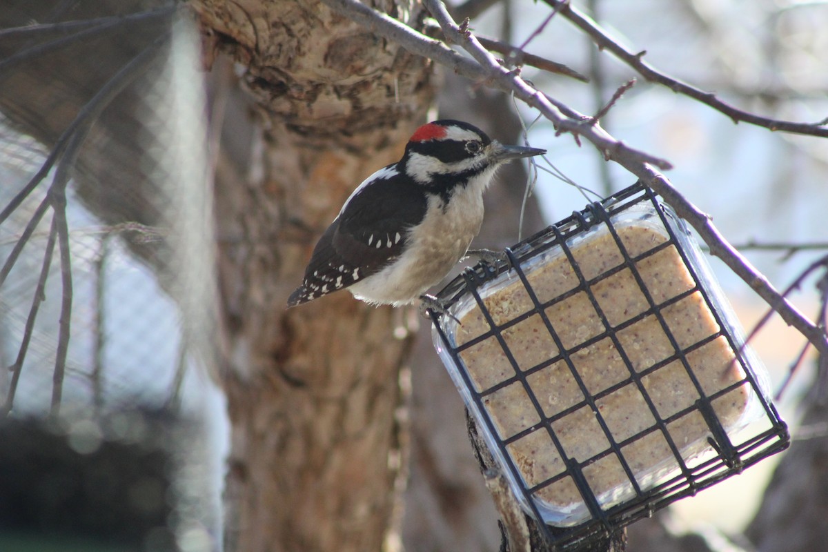 Hairy Woodpecker - ML628058666