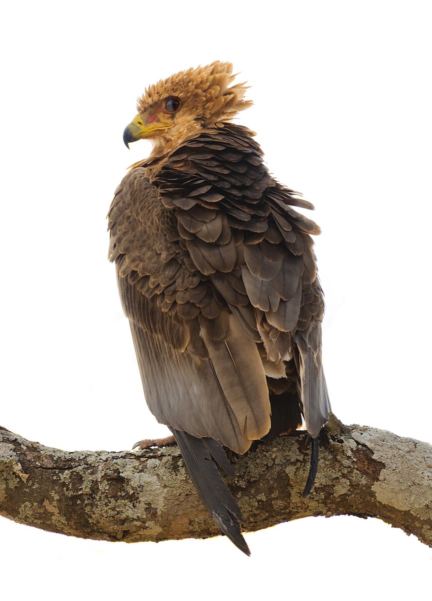 Tawny Eagle - ML628058675