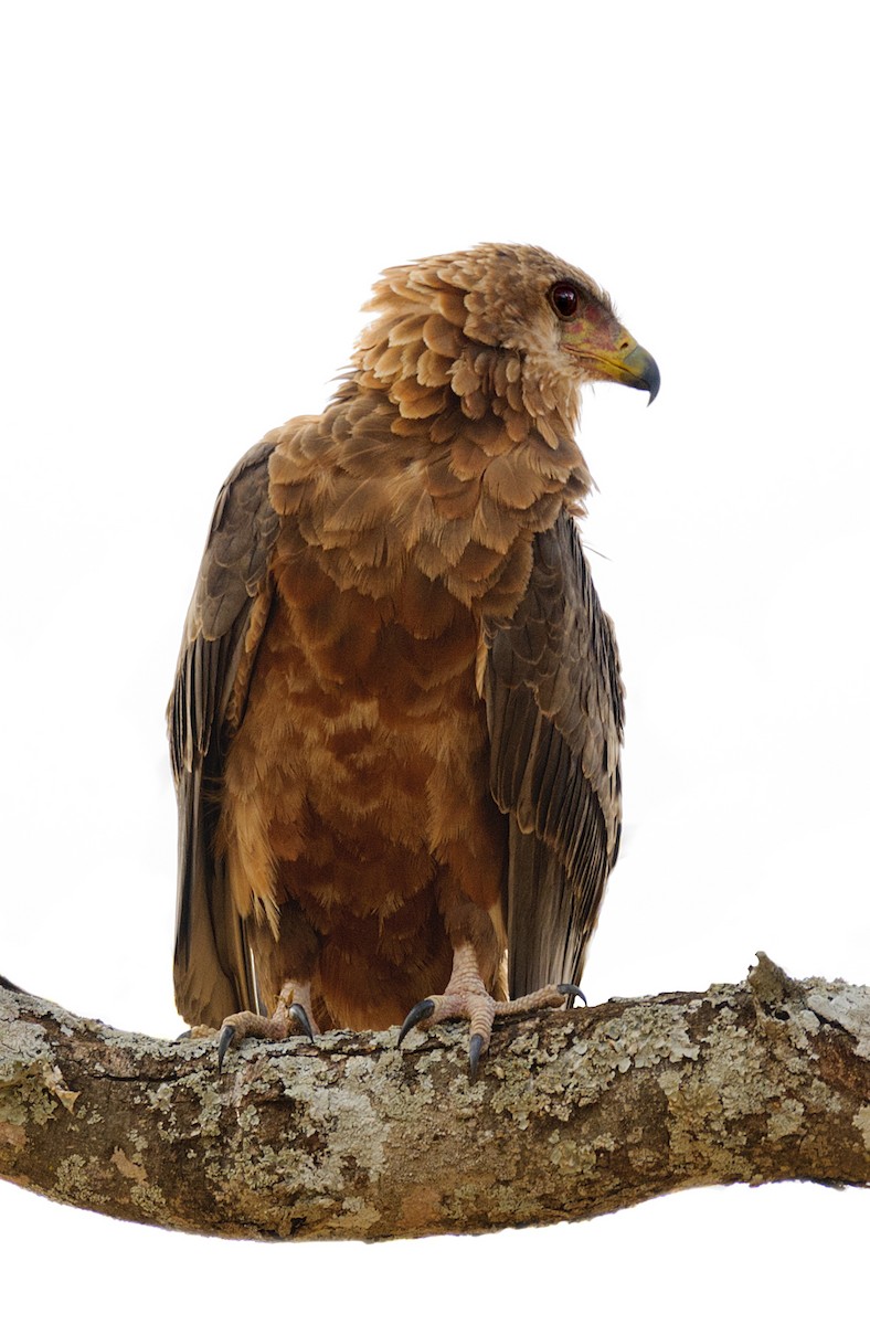 Tawny Eagle - ML628058680