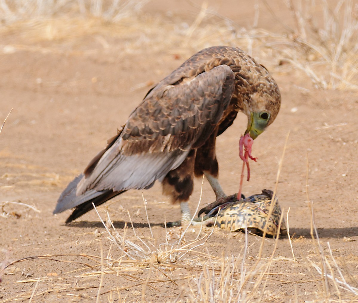 Tawny Eagle - ML628058687