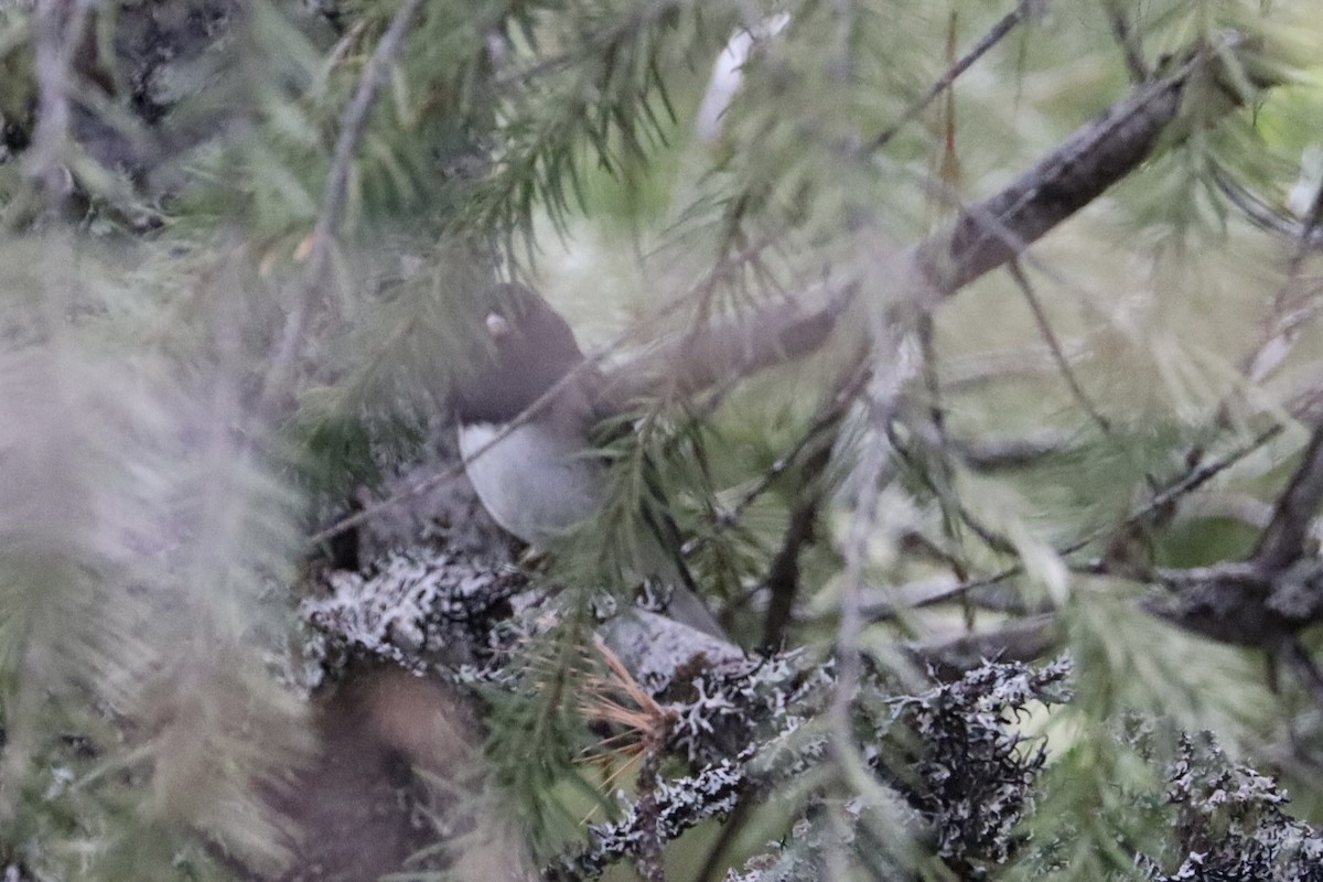 Junco ardoisé - ML628058692