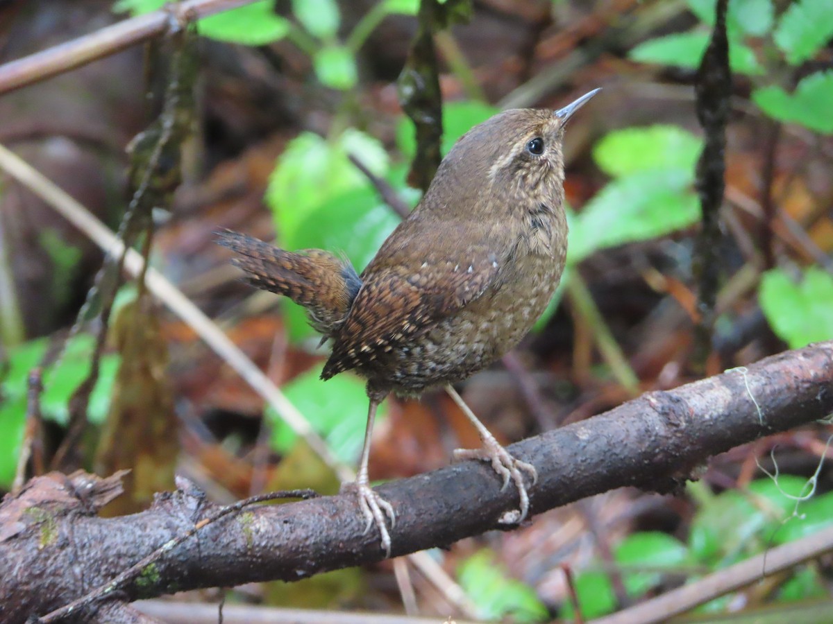 Pacific Wren - ML628058718