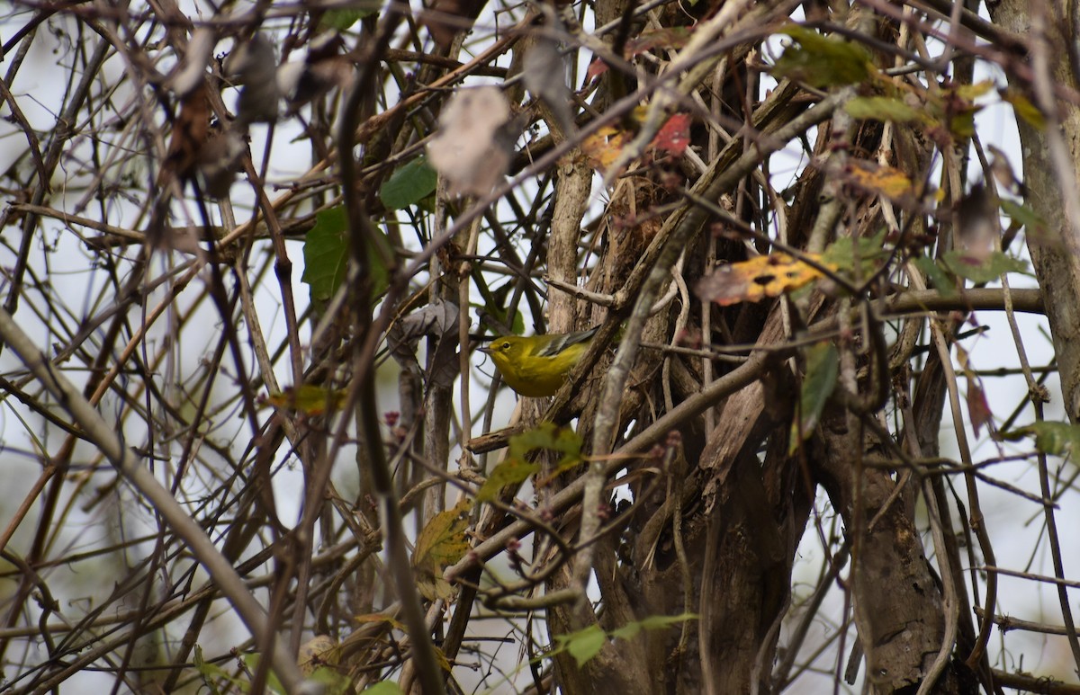 Pine Warbler - ML628058722