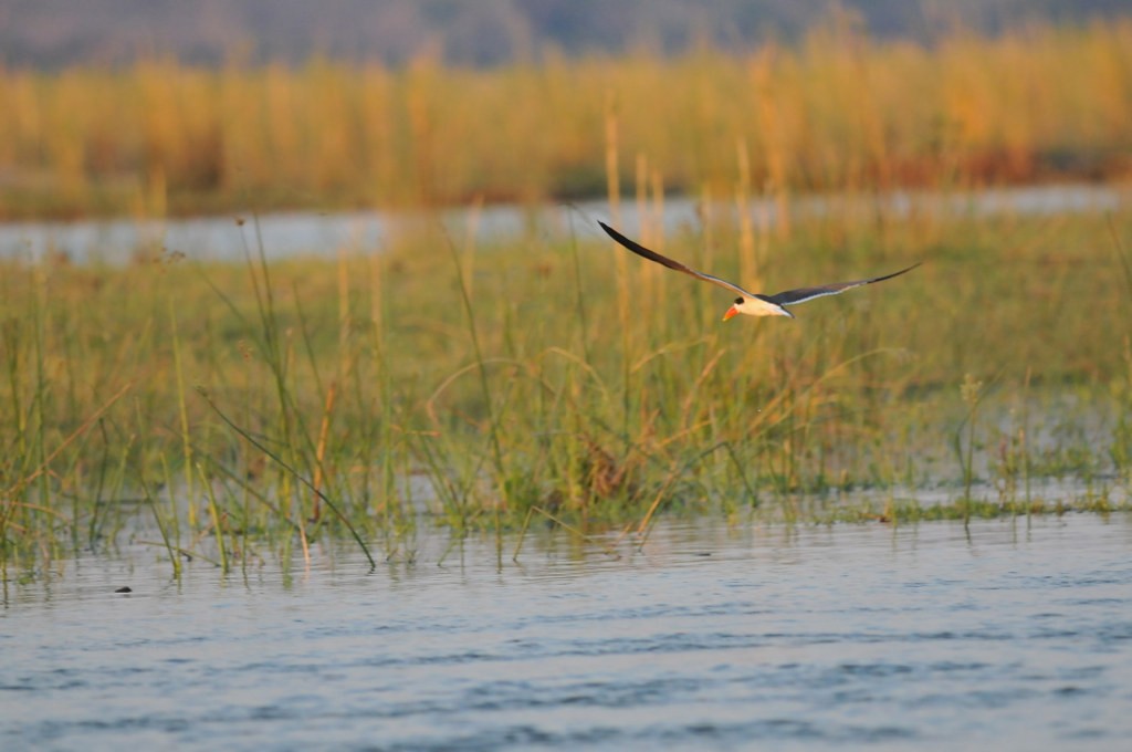 African Skimmer - ML628058725