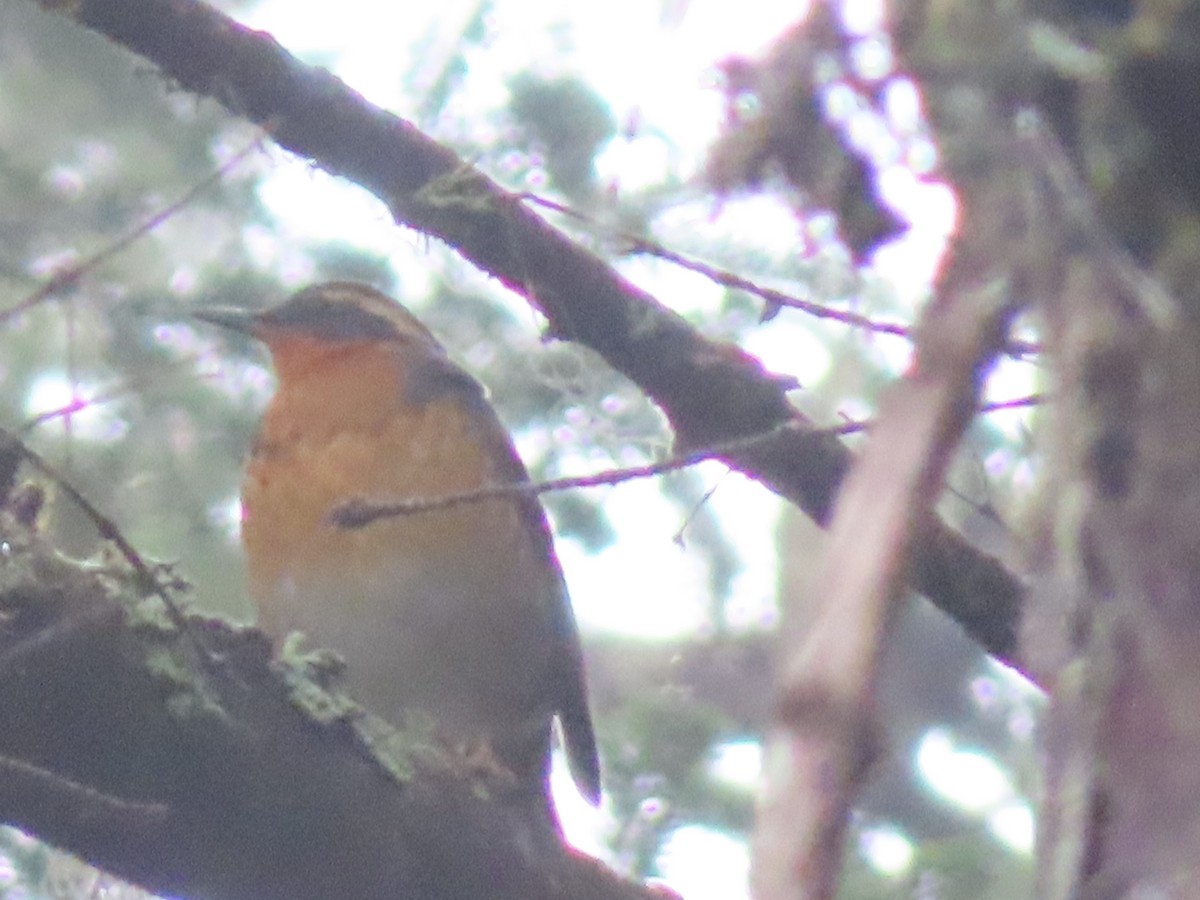 Varied Thrush - ML628058733