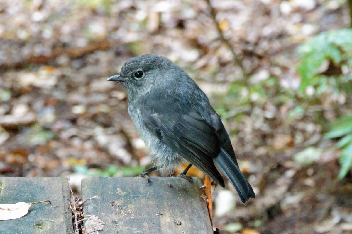 South Island Robin - ML628058748