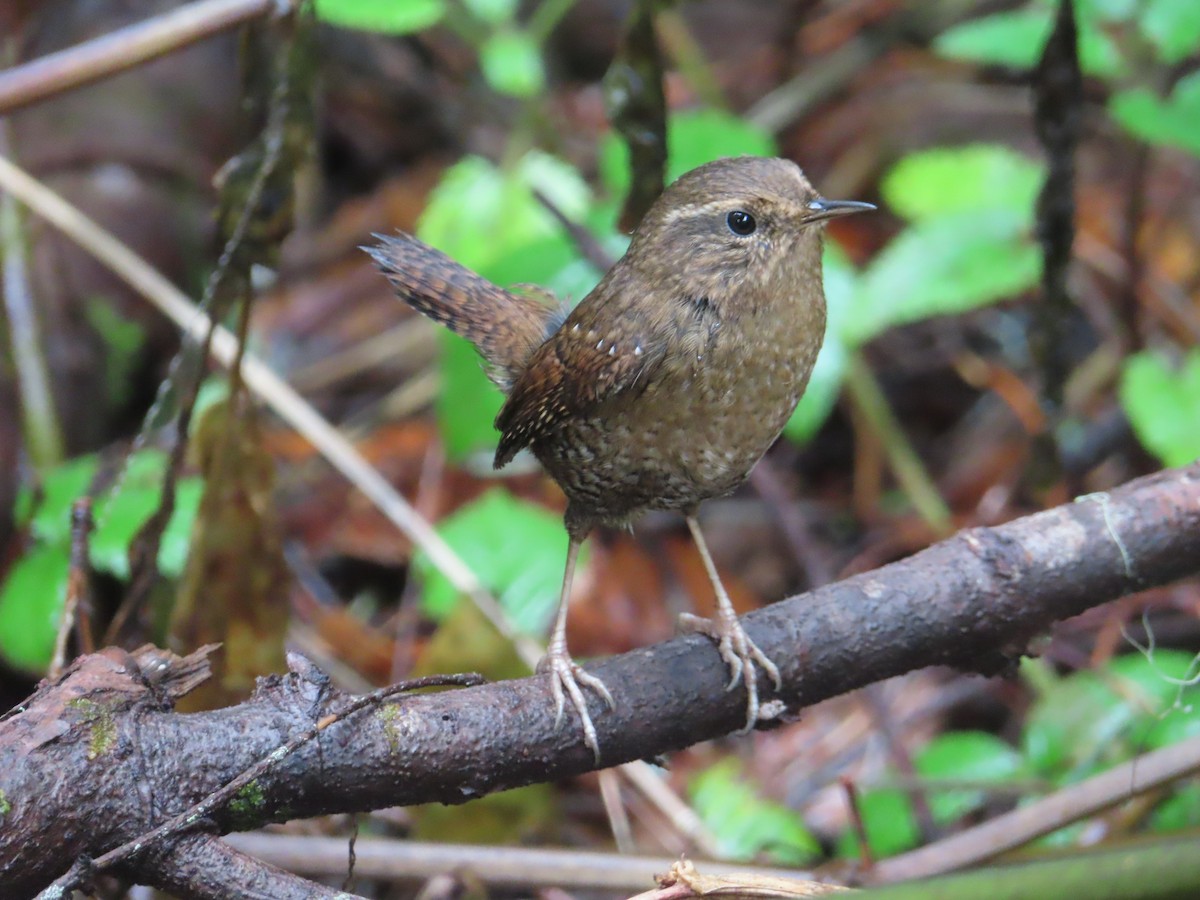 Pacific Wren - ML628058750