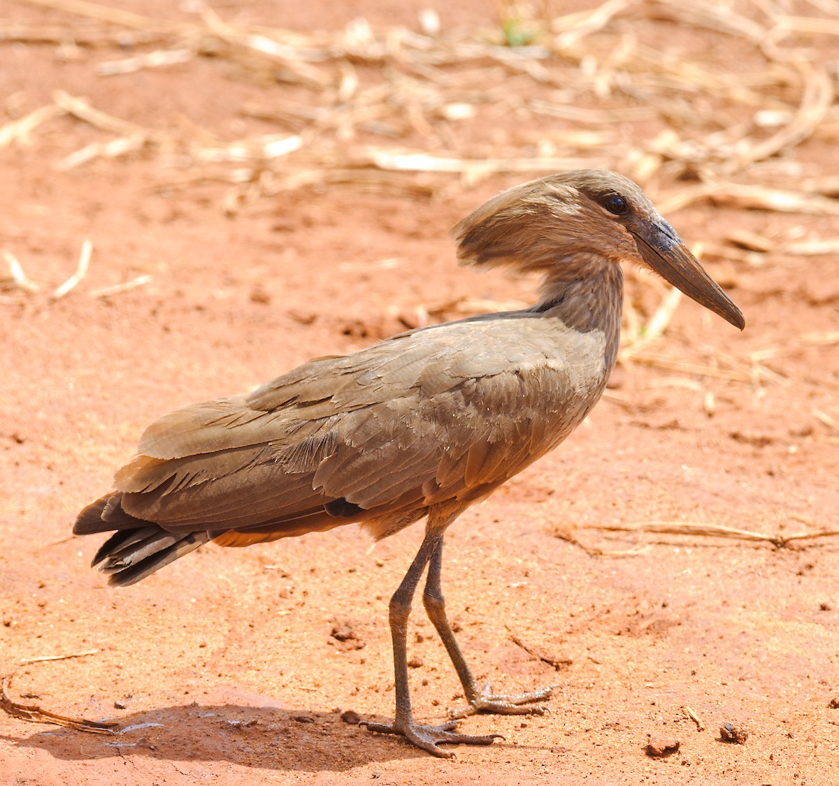 Hamerkop - ML628058761