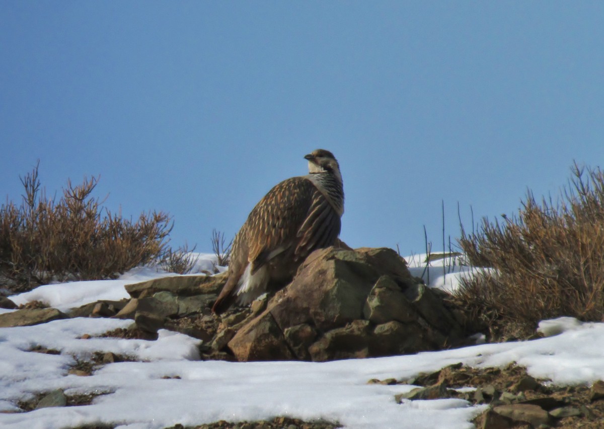 Himalayan Snowcock - ML628058785