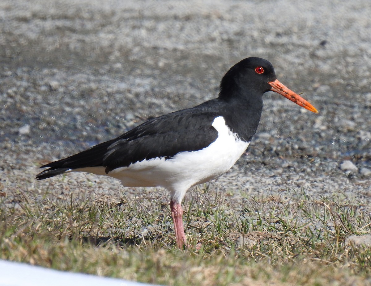 蠣鴴 - ML628058806