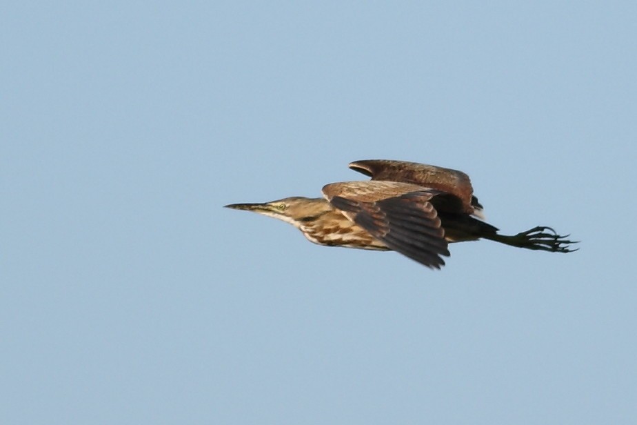 American Bittern - ML628058809