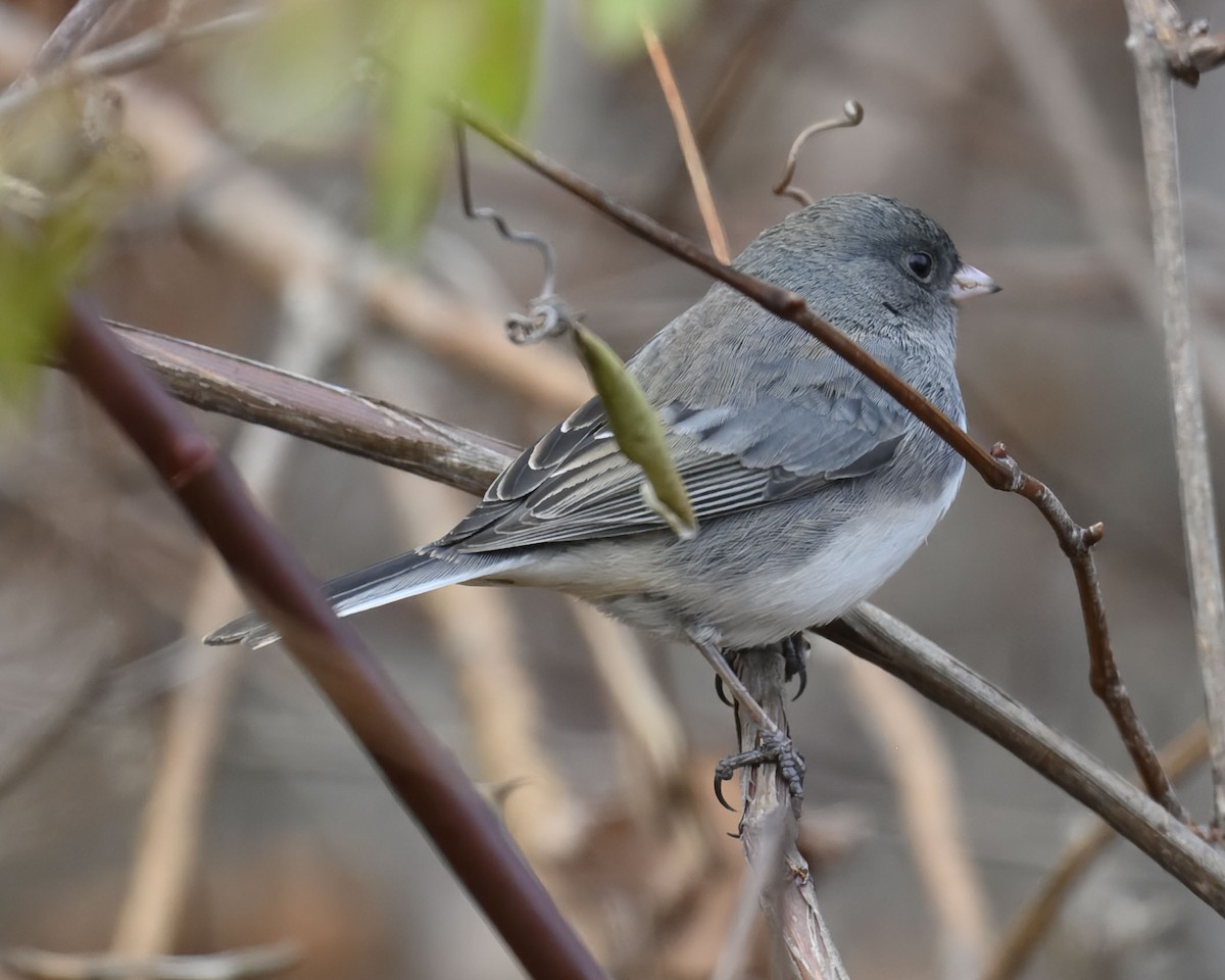 Junco ardoisé - ML628058817