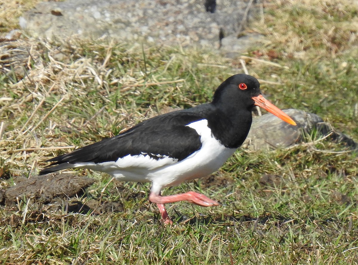 蠣鴴 - ML628058824