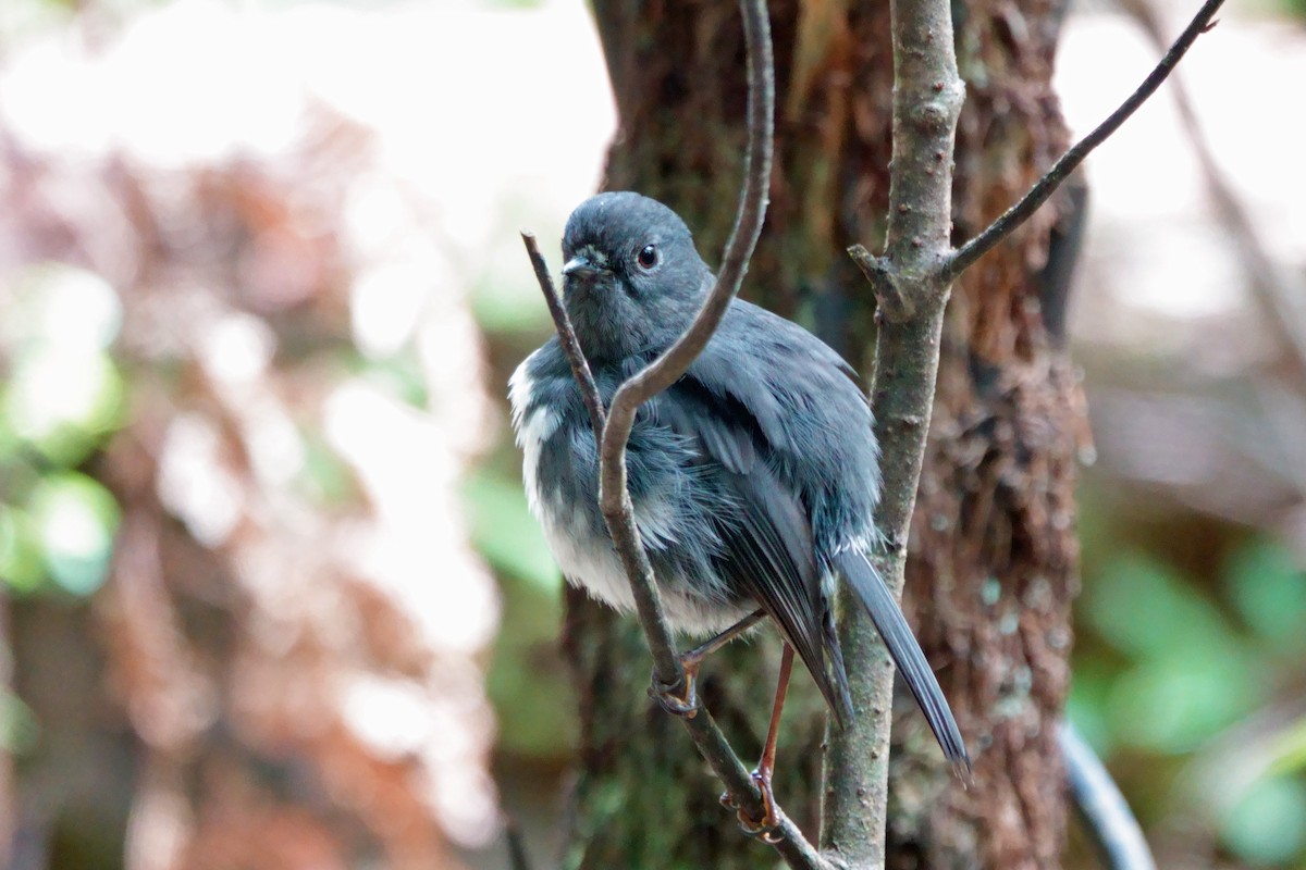 South Island Robin - ML628058856