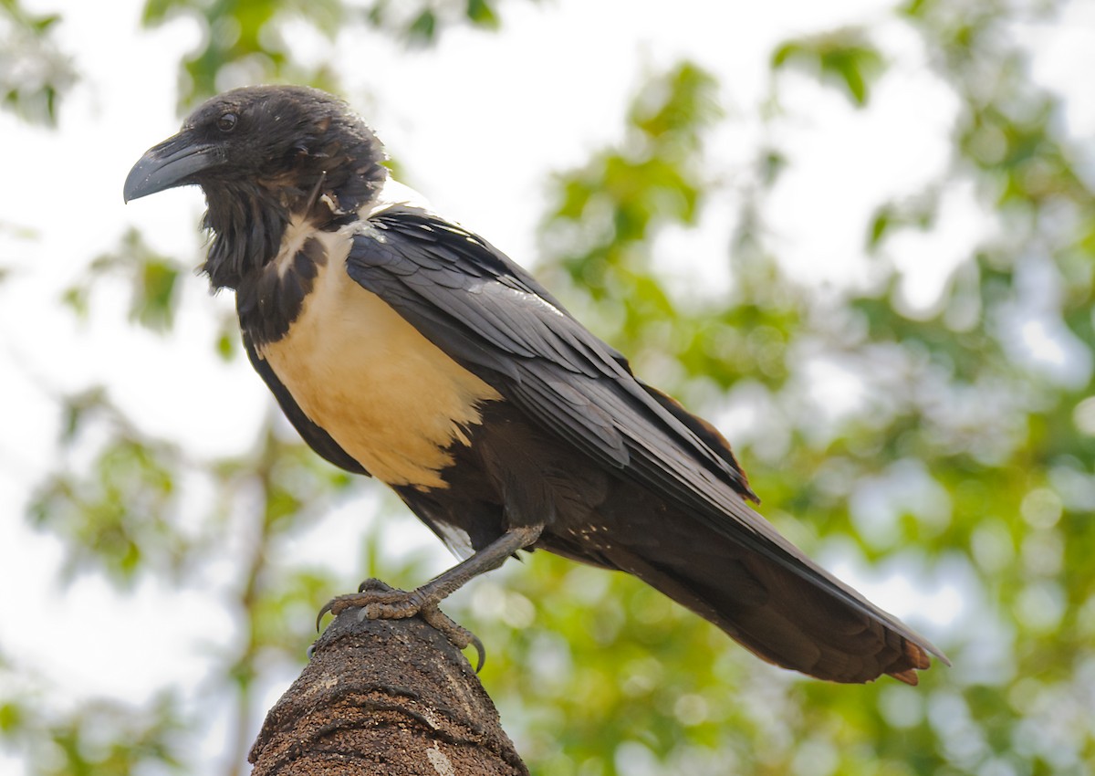 Pied Crow - ML628058871