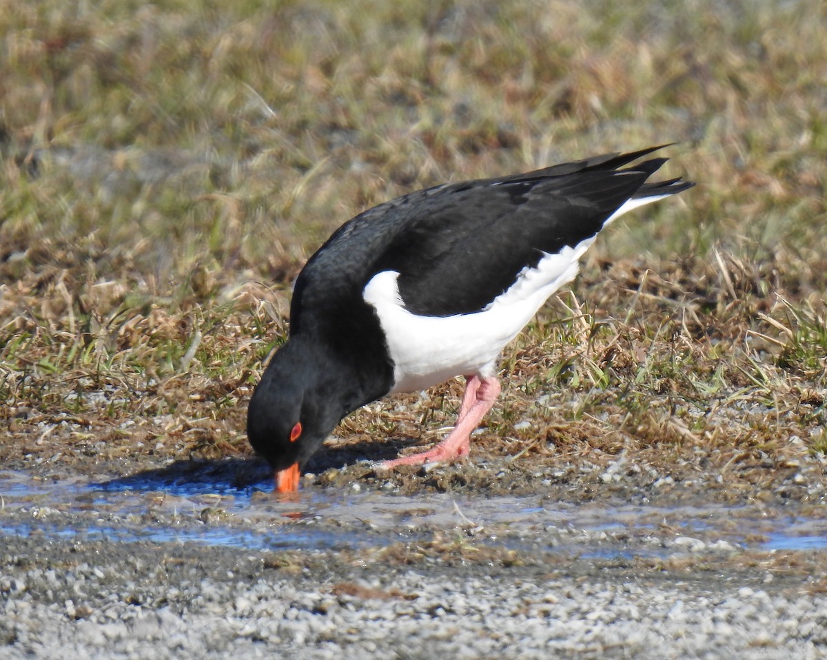 蠣鴴 - ML628058881