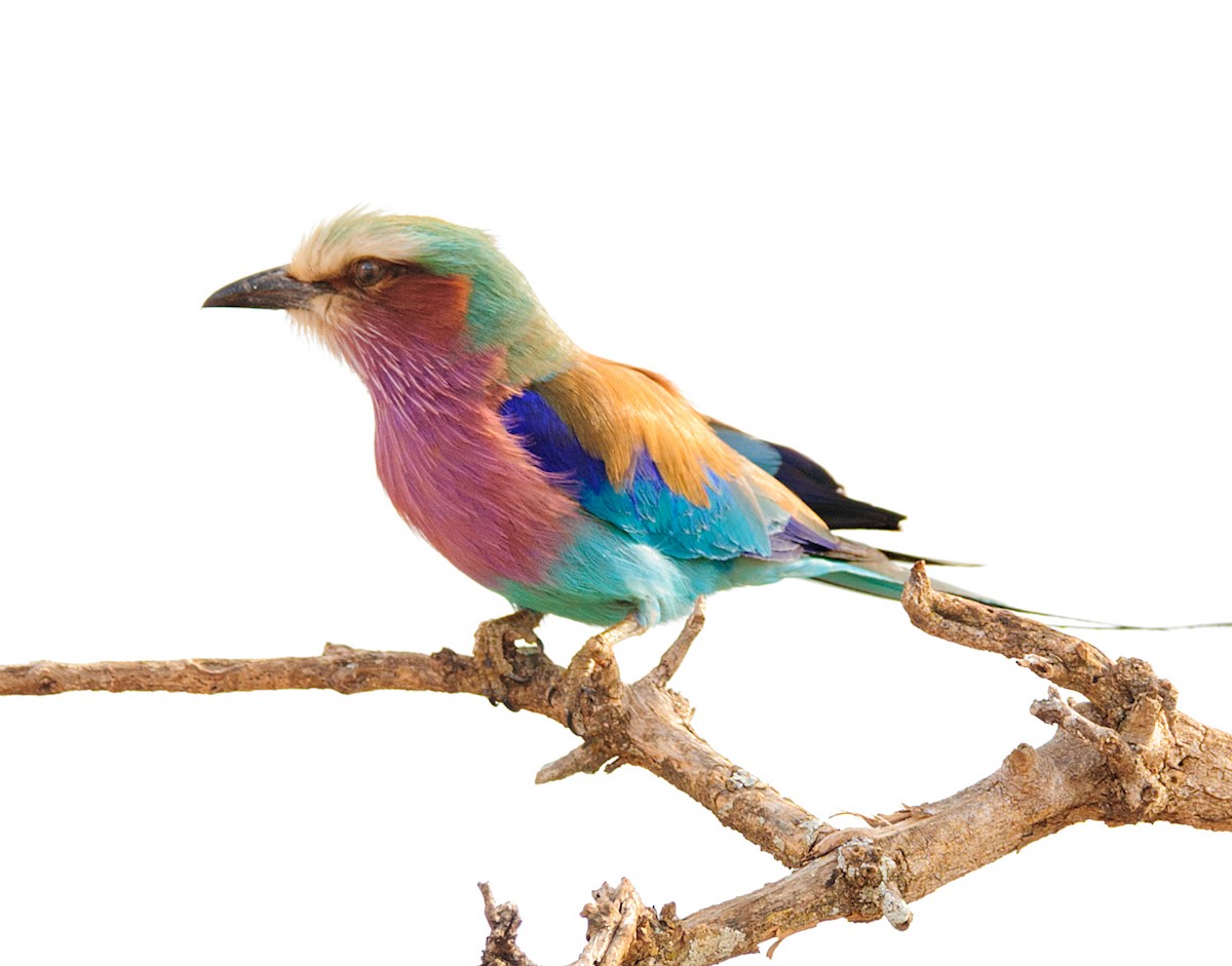 Lilac-breasted Roller - ML628058980