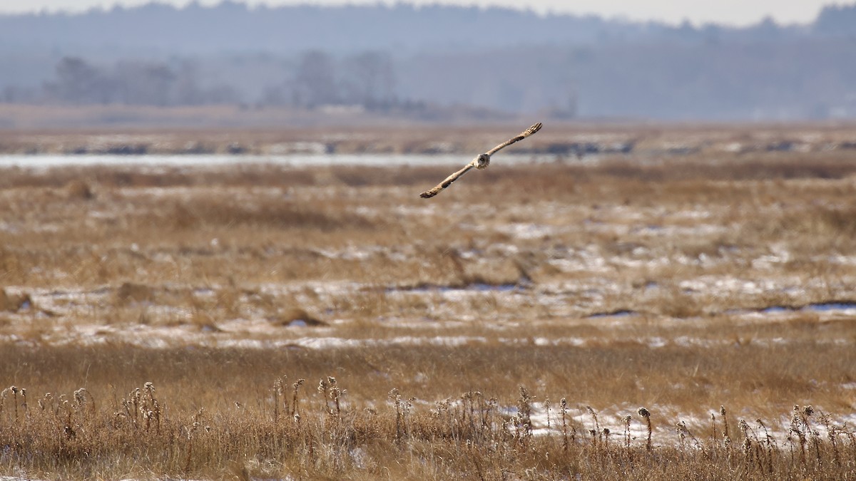 Hibou des marais - ML628059053