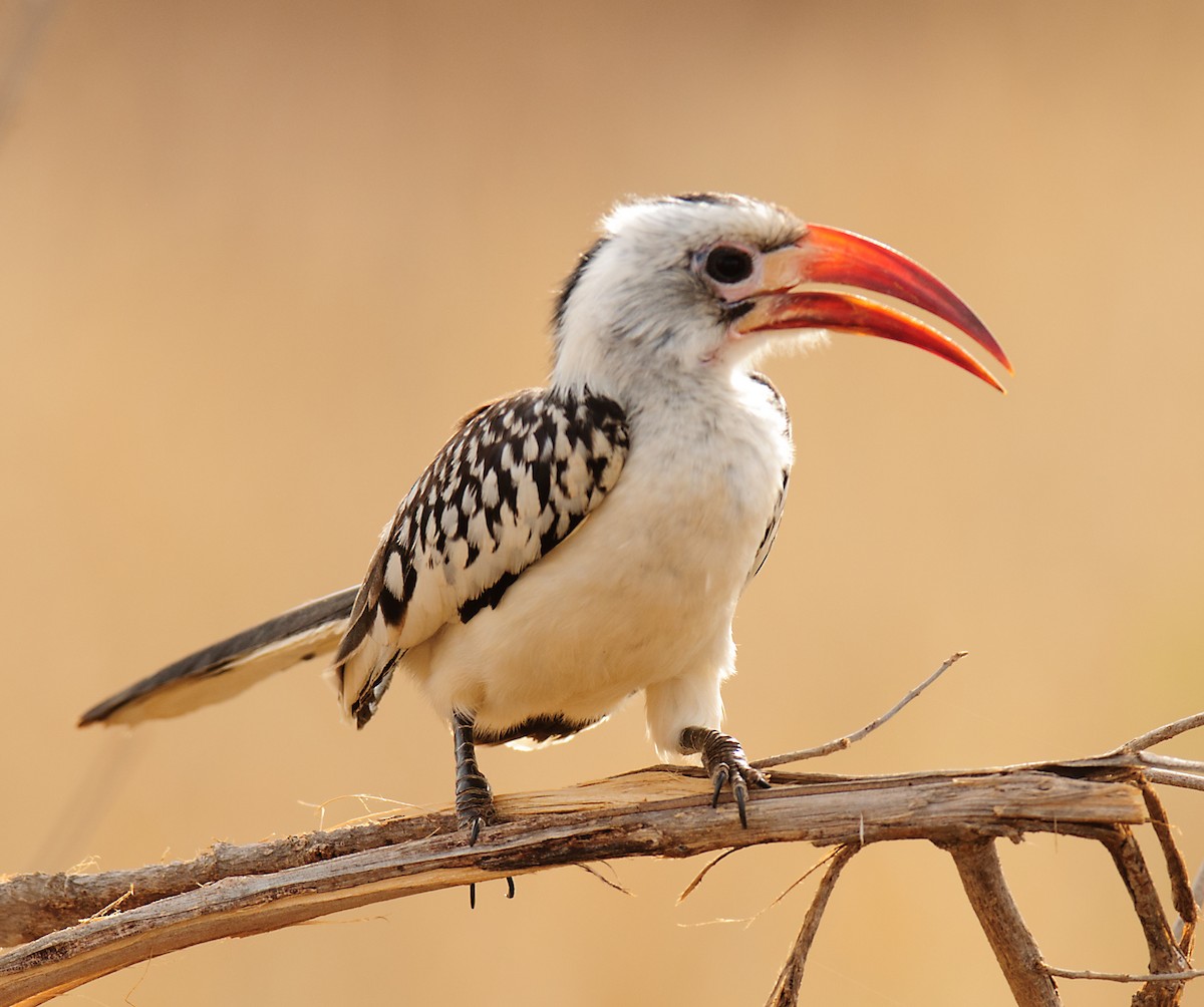 Northern Red-billed Hornbill - ML628059065