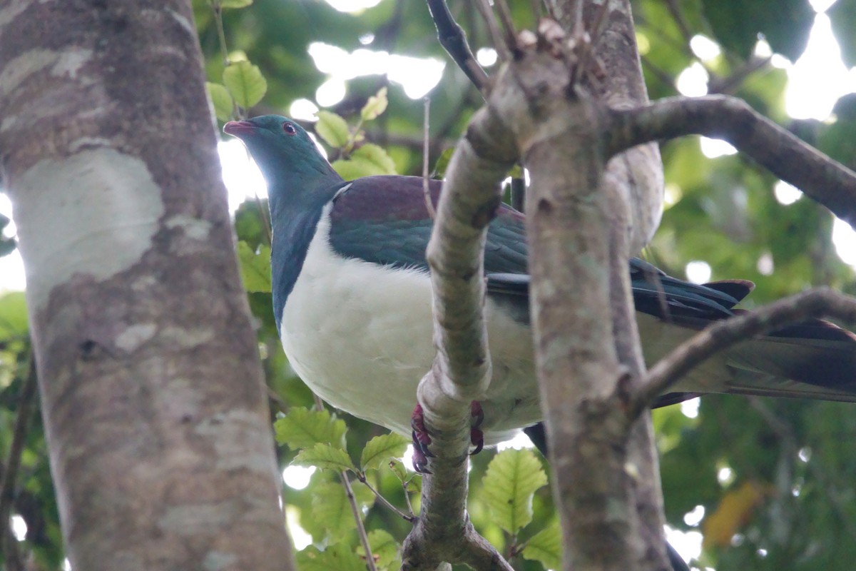 New Zealand Pigeon - ML628059071