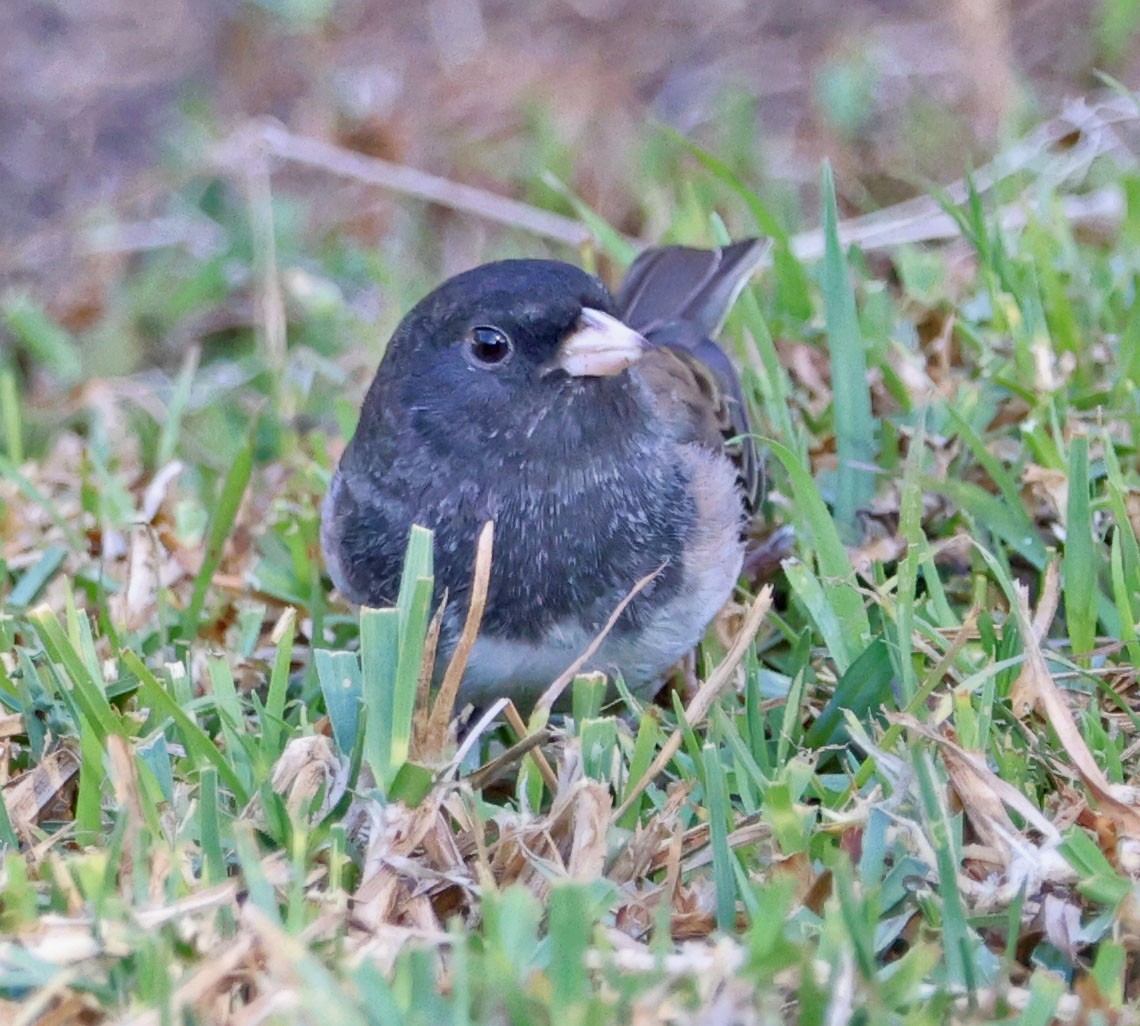 Junco ardoisé - ML628059080