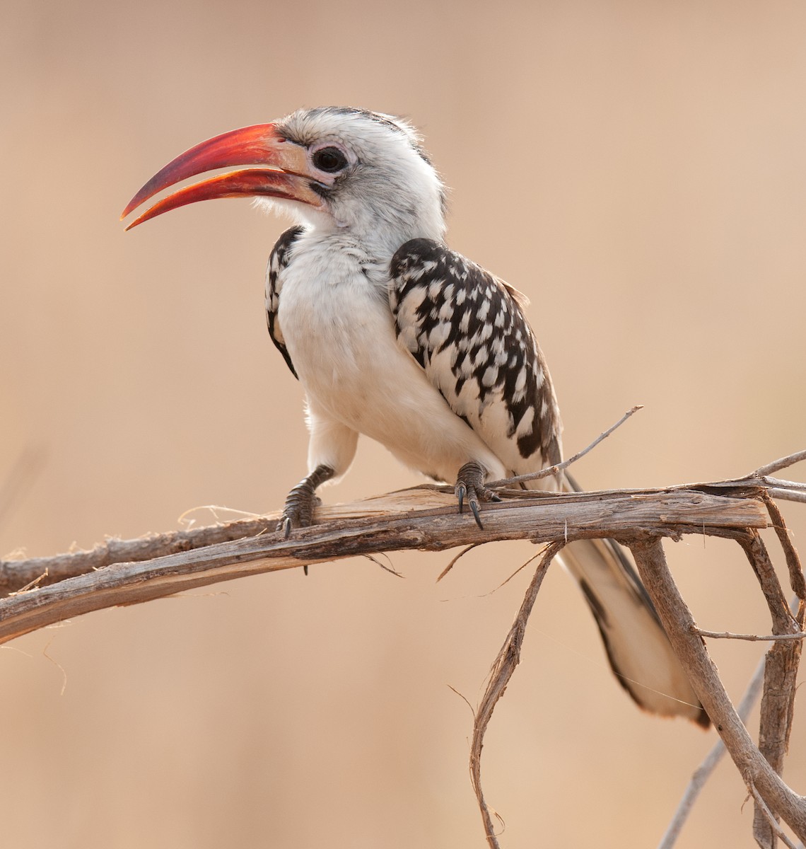 Northern Red-billed Hornbill - ML628059083