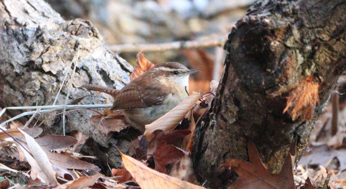 Carolina Wren - ML628059098