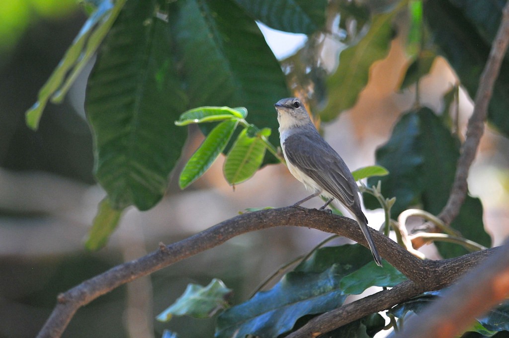 Ashy Flycatcher - ML628059141