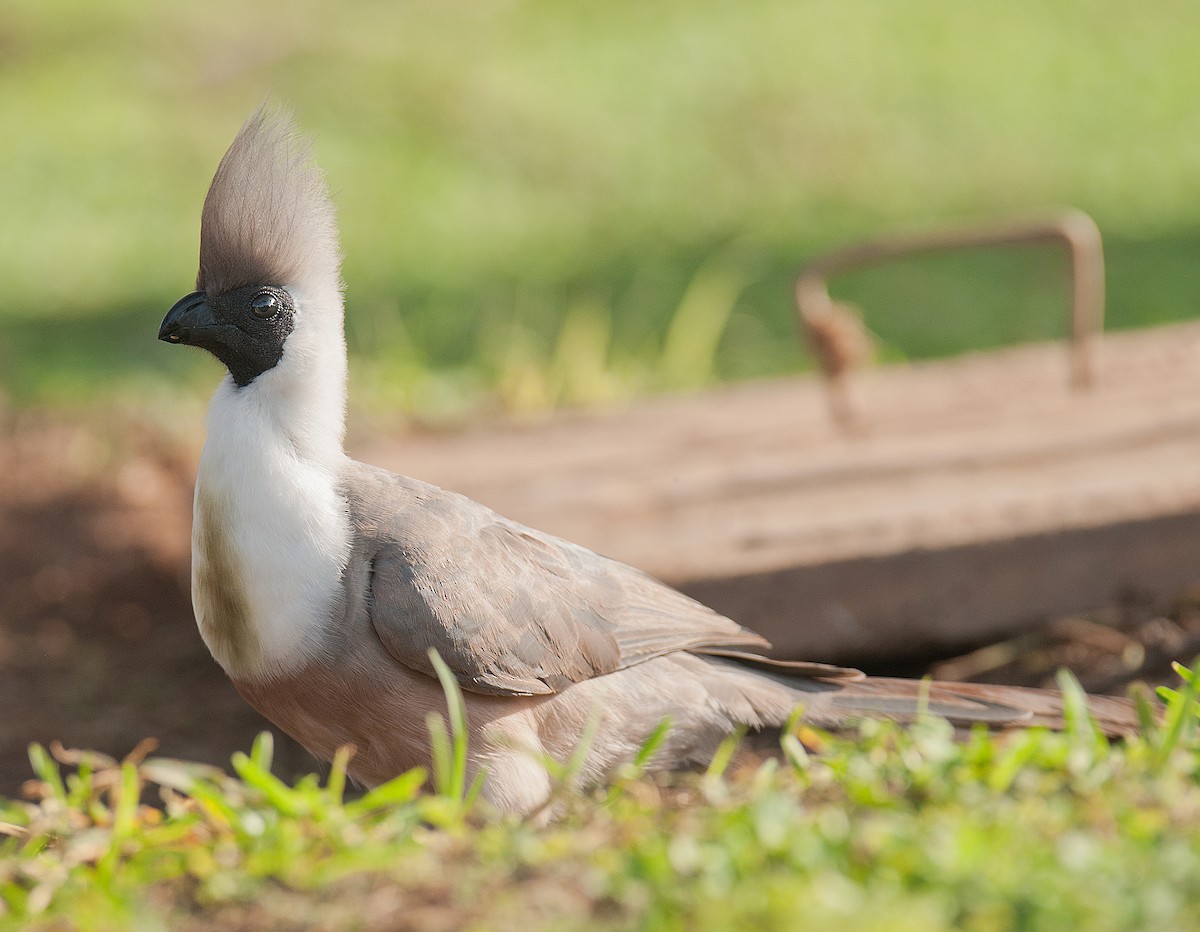 Bare-faced Go-away-bird - ML628059144