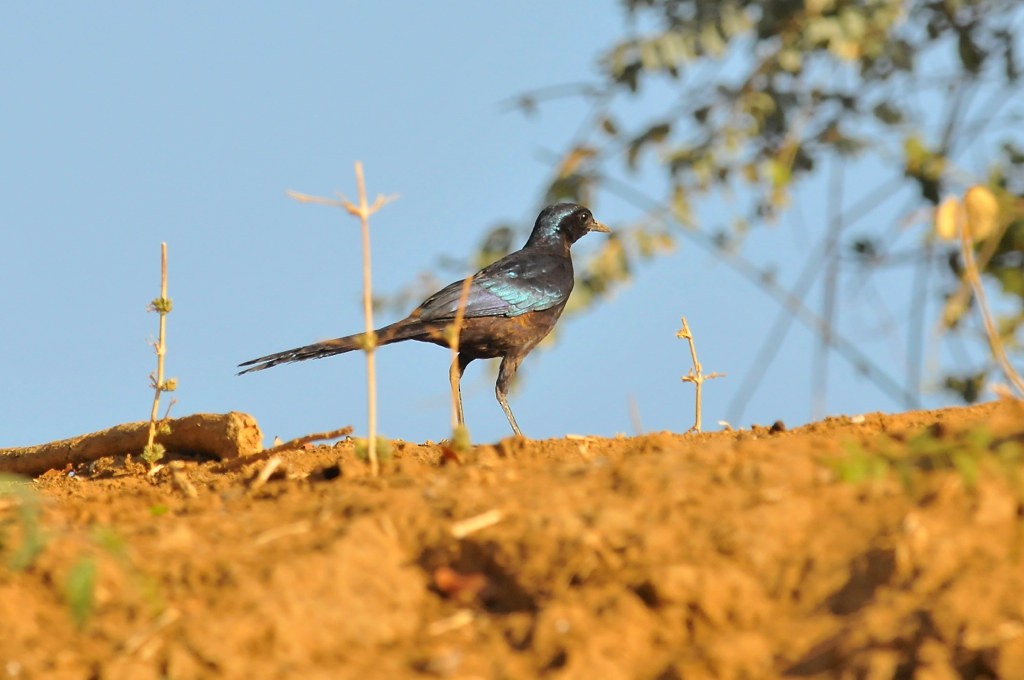 Meves's Starling (Meves's) - ML628059160