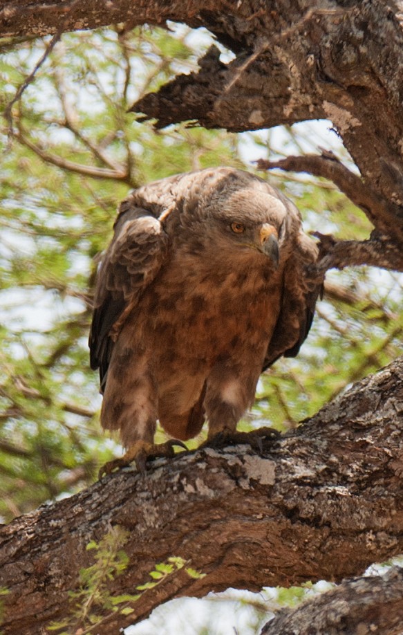 Tawny Eagle - ML628059174