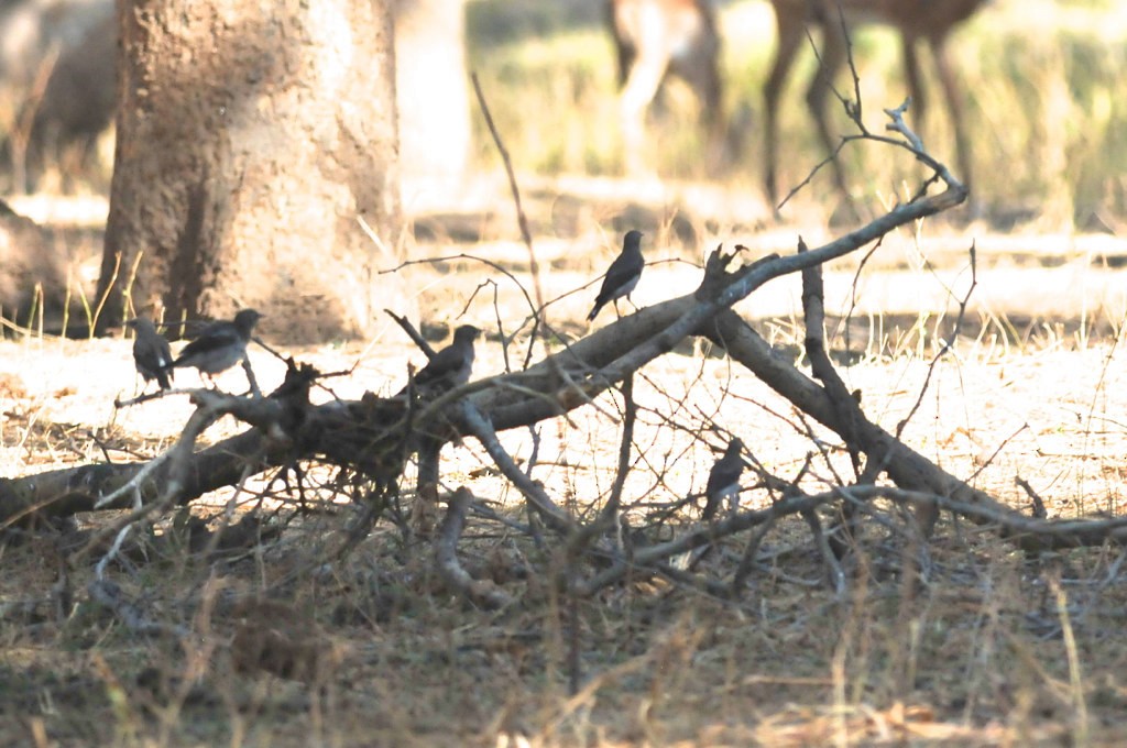 Wattled Starling - ML628059175